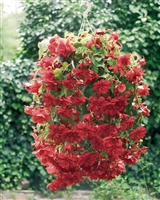 Begonia Tuberous Illumination&reg; Scarlet
