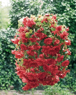 Begonia Tuberous Illumination&reg; Scarlet