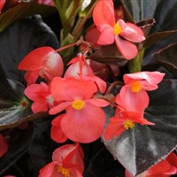 Begonia Whopper - Bronze Leaves, Red Flowers
