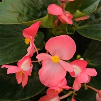 Begonia Whopper - Green Leaves, Rose Flowers