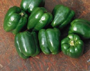 Bell Pepper 'Lady Bell'