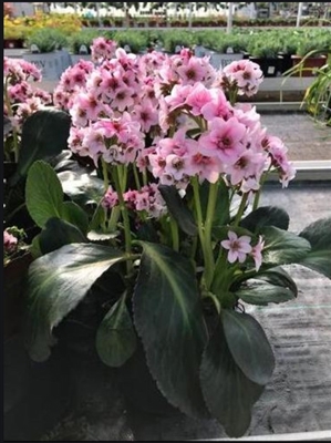 Bergenia 'Dragonflyâ„¢ Sakura' Pig Squeak