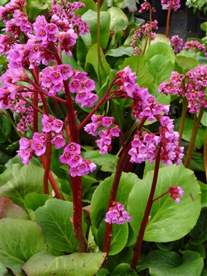 Bergenia Cordifolia 'Winter Glow'