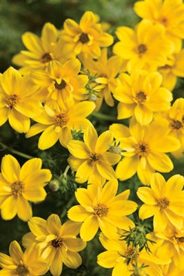 Bidens Goldilocks Rocks