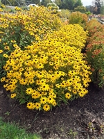 Black Eyed Susan Rudbeckia fulgida 'Goldblitz'