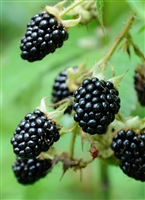 Blackberry 'Black Satin Thornless'