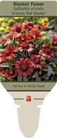 Blanket Flower Gaillardia aristata 'Arizona Red Shades'