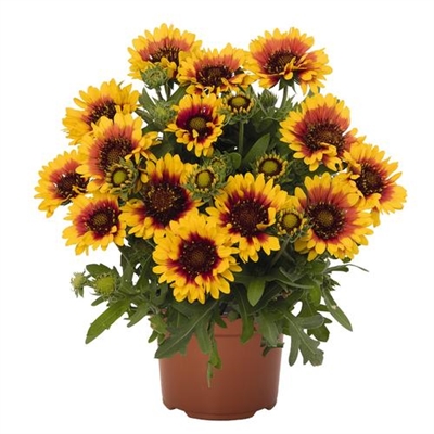 Blanket Flower Gaillardia aristata 'Spintop Red Starburst'