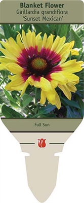 Blanket Flower Gaillardia aristata 'Sunset Mexican'