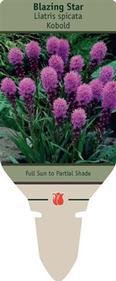 Blazing Star Liatris spicata 'Kobold'