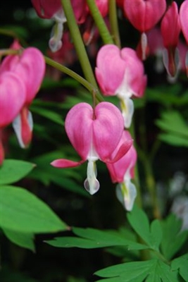 Bleeding Heart Dicentra spectabilis