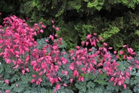 Bleeding Heart Fernleaf Amore Rose