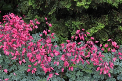Bleeding Heart Fernleaf Amore Rose