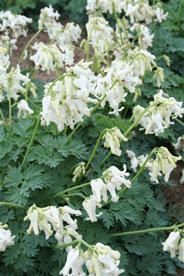 Bleeding Heart Dicentra x 'Ivory Hearts'