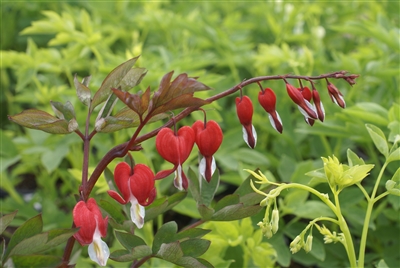 Bleeding Heart Dicentra spectabilis 'Valentine'