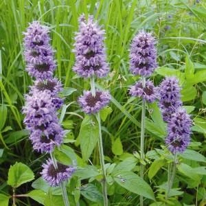 Downy Wood Mint