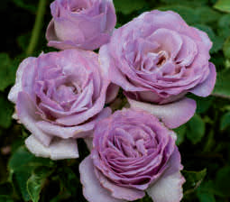 'Blue Girl' Hybrid Tea Rose