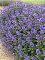 Bluebeard - Caryopteris