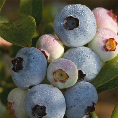 Blueberry Vaccinium Chandler