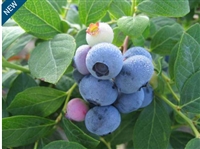 Blueberry 'Northcountry' Vaccinium