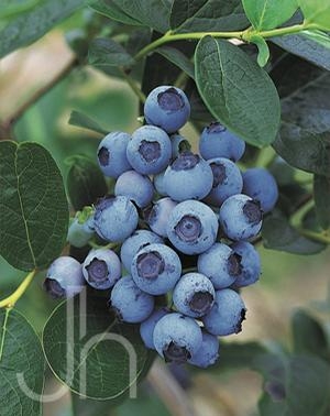 Blueberry Northsky