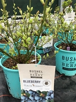 Blueberry Peach Sorbet