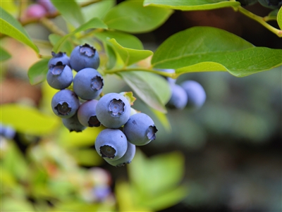 Blueberry Sweetheart