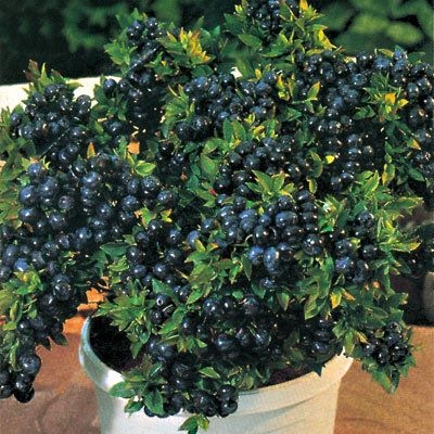 Blueberry Vaccinium Top Hat