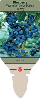 Blueberry Vaccinium corymbosum 'Blueray'