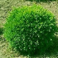 Boxwood Franklins Gem