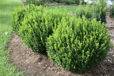 Boxwood Sprinter