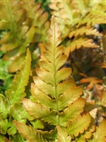 Dryopteris erythrosora 'Brilliance' Autumn Fern