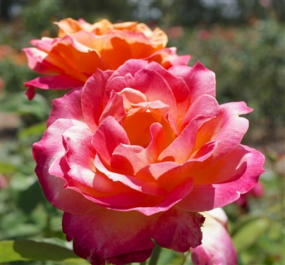 Broadway Hybrid Tea Rose