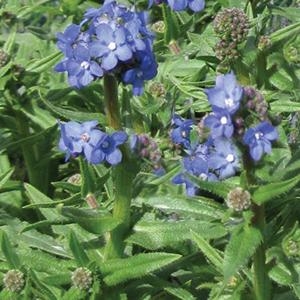 Anchusa Capensis 'Blue Angel'