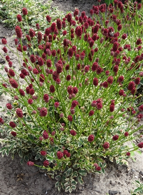 Burnet Sanguisorba 'Little Angel