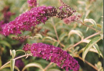 Butterfly Bush Buddleia Royal Red