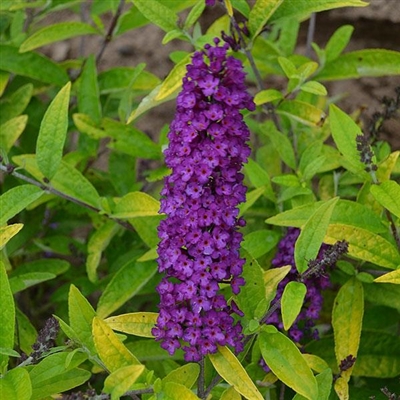 Butterfly Bush Buddleia Humdinger Little Nugget