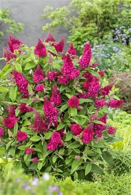 Butterfly Bush Buddleia Butterfly Candy&reg; 'Lil' Raspberryâ„¢'