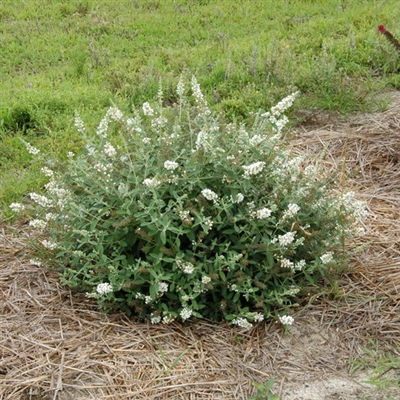 Butterfly Bush Buddleia Lo & Behold&reg; 'Blue Chip'