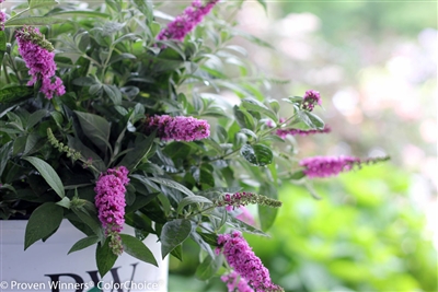 Butterfly Bush Buddleia Lo & Behold&reg; 'Pink Micro Chip'