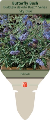 Butterfly Bush Buddleia davidii 'Sky Blue'