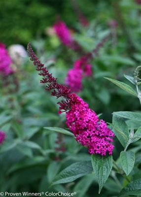 Butterfly Bush Buddleia 'Miss Molly'