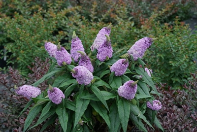 Butterfly Bush Buddleia Pugster Amethyst