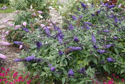 Butterfly Bush Buddleia Pugster Blue