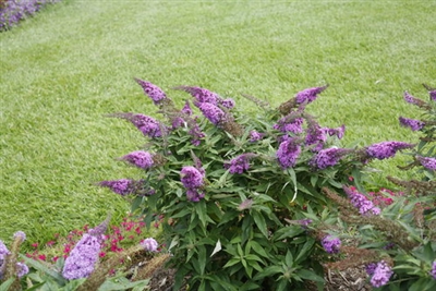 Butterfly Bush Buddleia Pugster Periwinkle