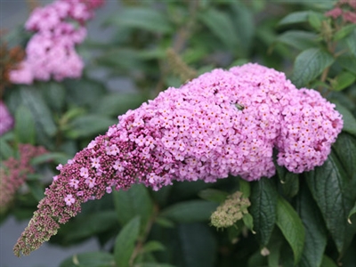 Butterfly Bush Buddleia Pugster Pink