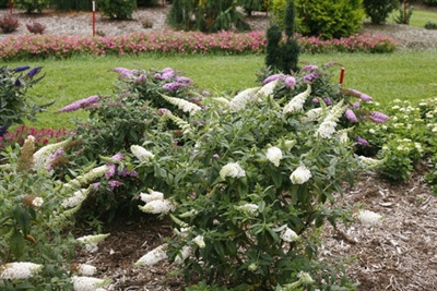 Butterfly Bush Buddleia Pugster White