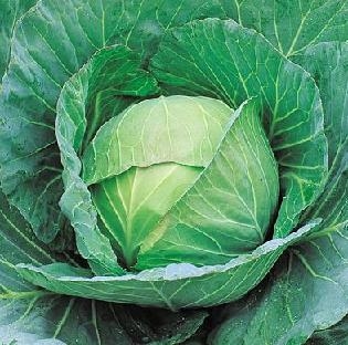 Cabbage Cheers