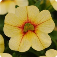 Calibrachoa Congo