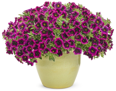 Calibrachoa Superbells&reg; Blackcurrant Punch